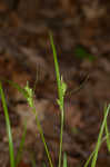 Eastern woodland sedge